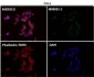 Anti-BDNF Rabbit Monoclonal Antibody